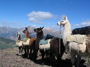 pack llama train in the mountains