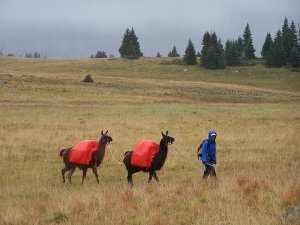 pack llamas in a mountain meadow